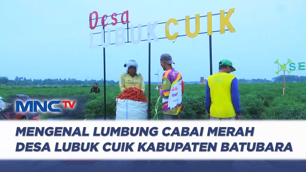 Mengenal Lumbung Cabai Merah Desa Lubuk Cuik Kabupaten Batubara - LIP 11/11