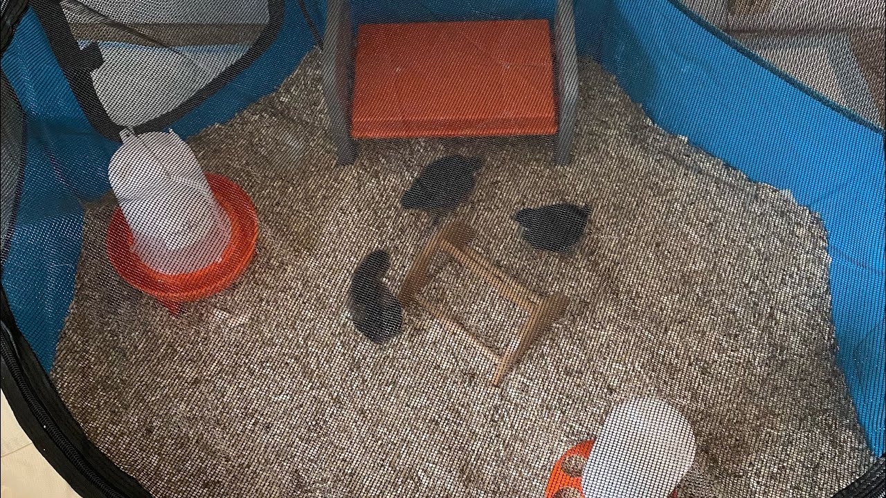 The Best Chick Brooder @CookeCoop