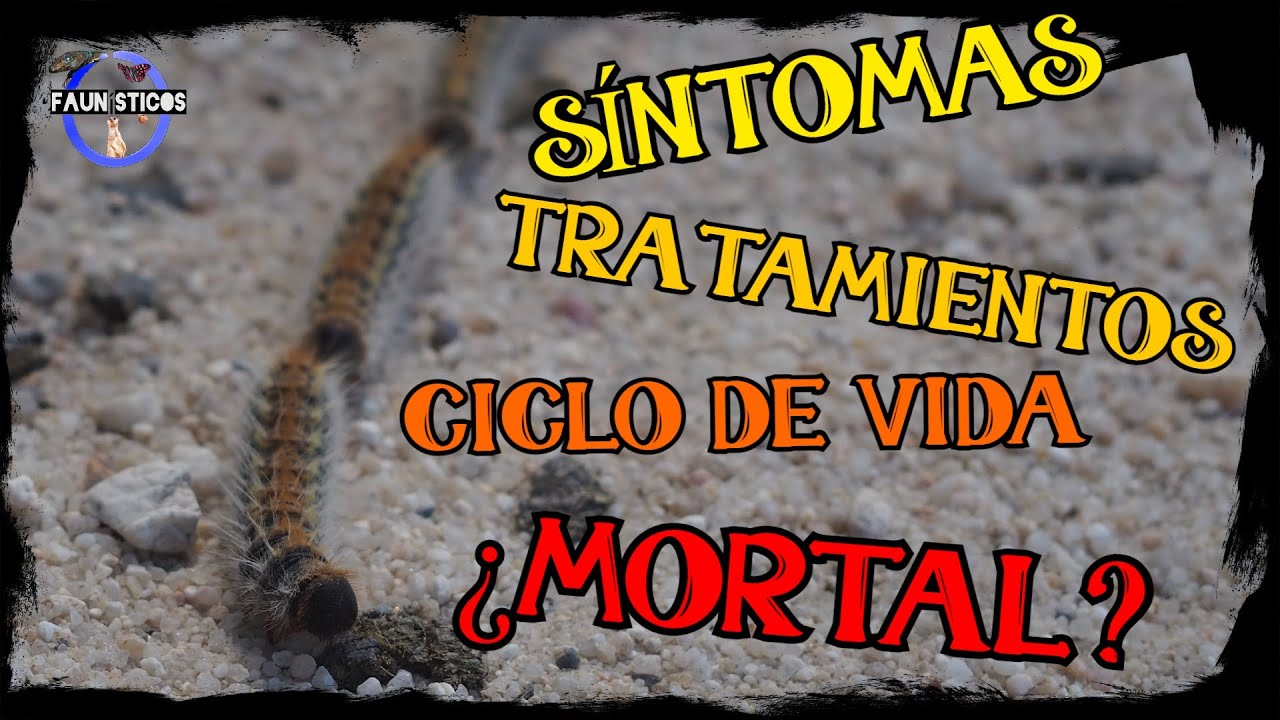 TODO SOBRE LA PROCESIONARIA en un solo vídeo. Ciclo de vida, toxina, síntomas, tratamiento...