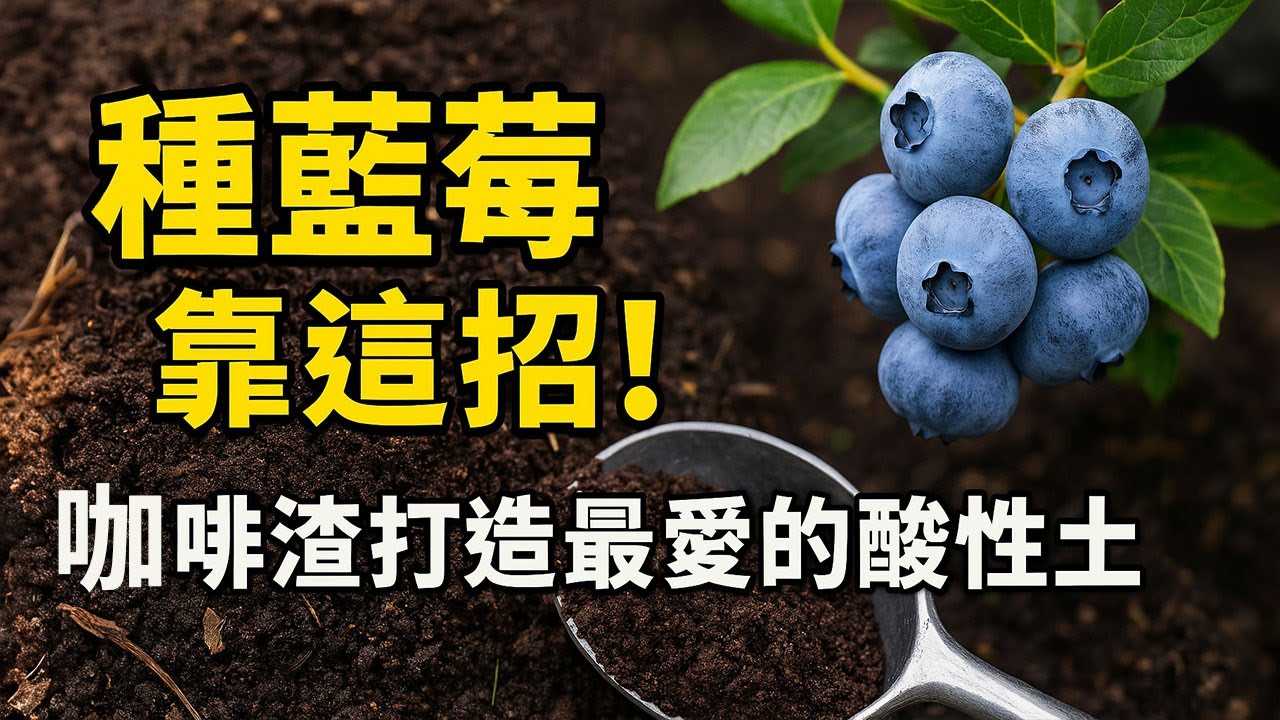 種藍莓靠這招！咖啡渣打造最愛的酸性土| 酸性植物 | 咖啡渣土壤 | 藍莓種植 | 咖啡渣用途 | 陽台果樹 | 土壤改良 | 自然種植 | 園藝技巧 | 家庭農場 | 有機生活 |