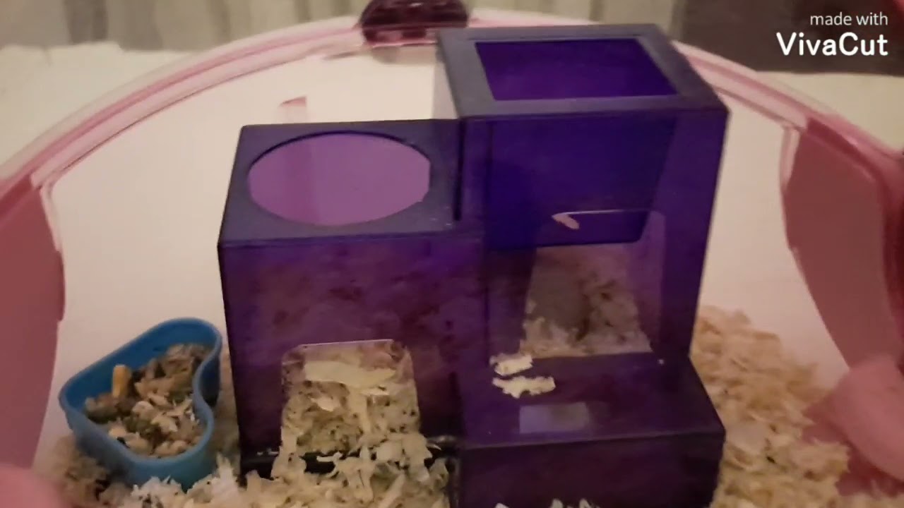 Hamster kafes tanıtımı.