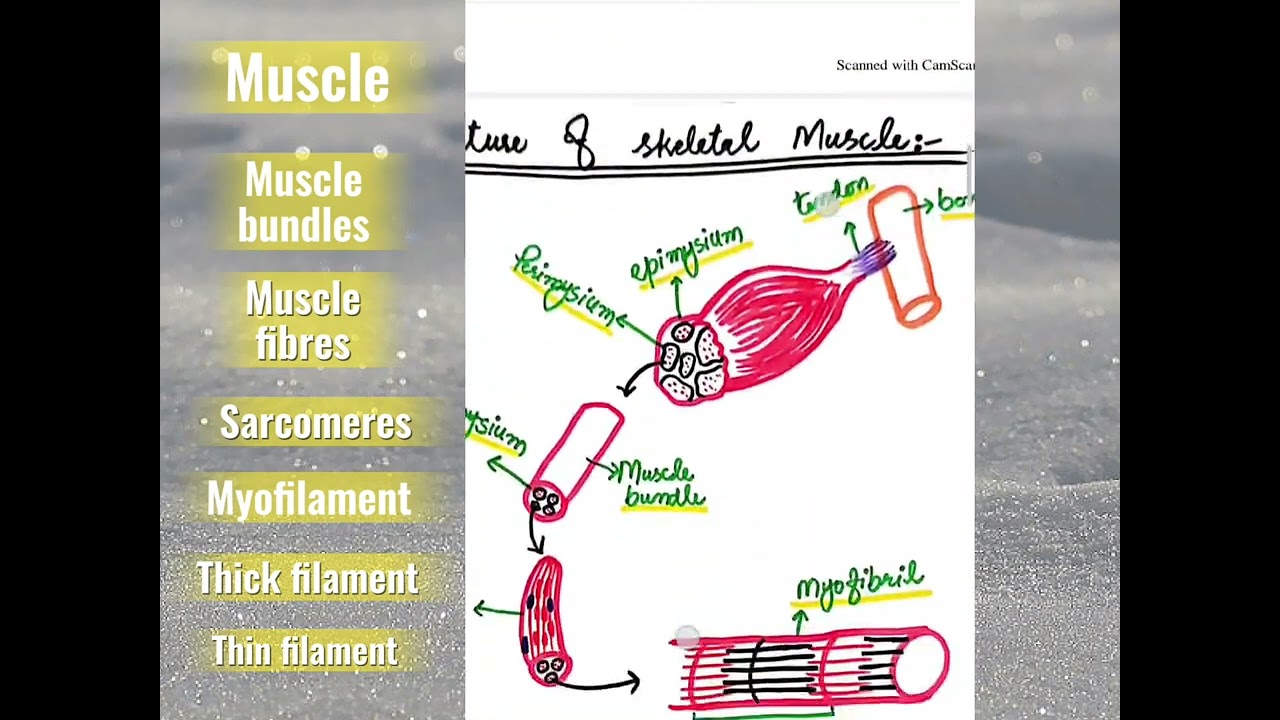 Structure of a Muscle 