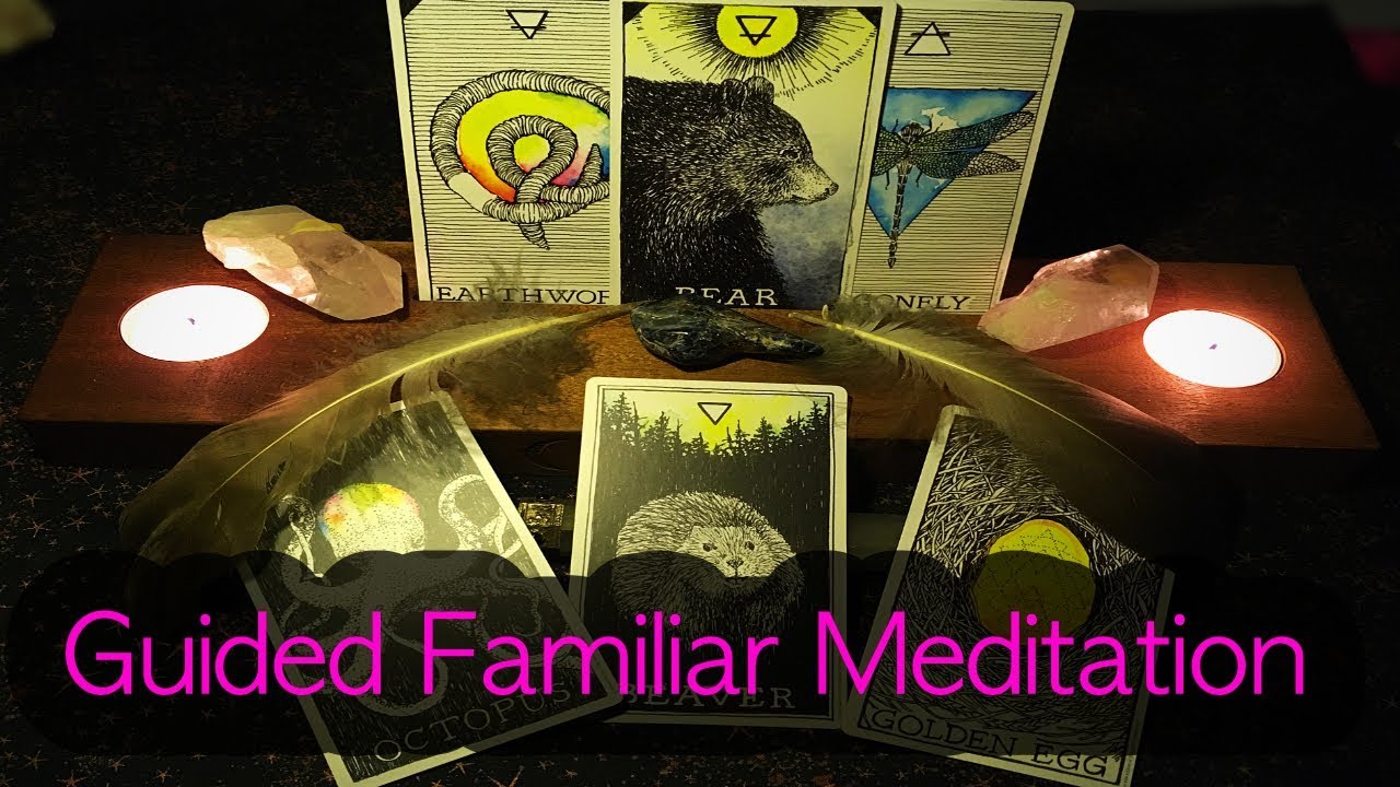 🐍Guided Meditation |Find You Familiar| 🐯🐸🕷🐙🐨