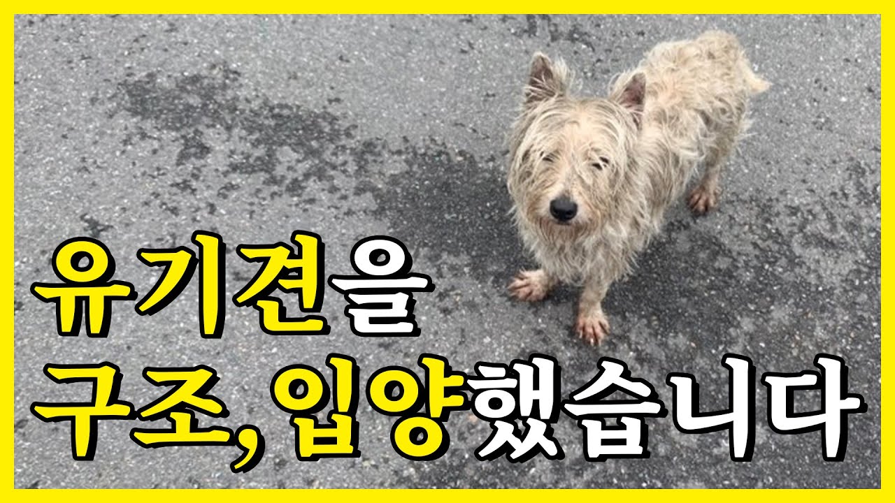 유기견을 구조, 입양했습니다