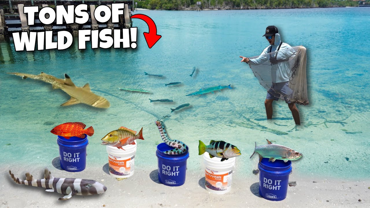 Netting WILD FISH For My SALTWATER POND And AQUARIUMS!! *feeding*