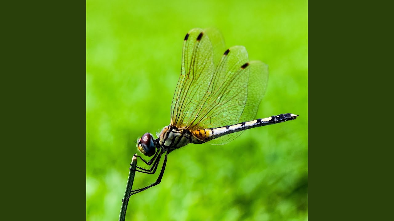 Papatong (Cover)