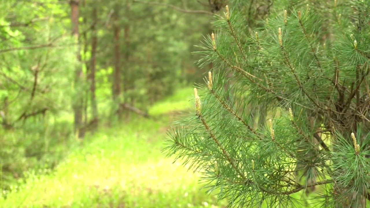 Звуки природы  Сосновый лес, птицы. Самое длинное и красивое видео на Youtube!