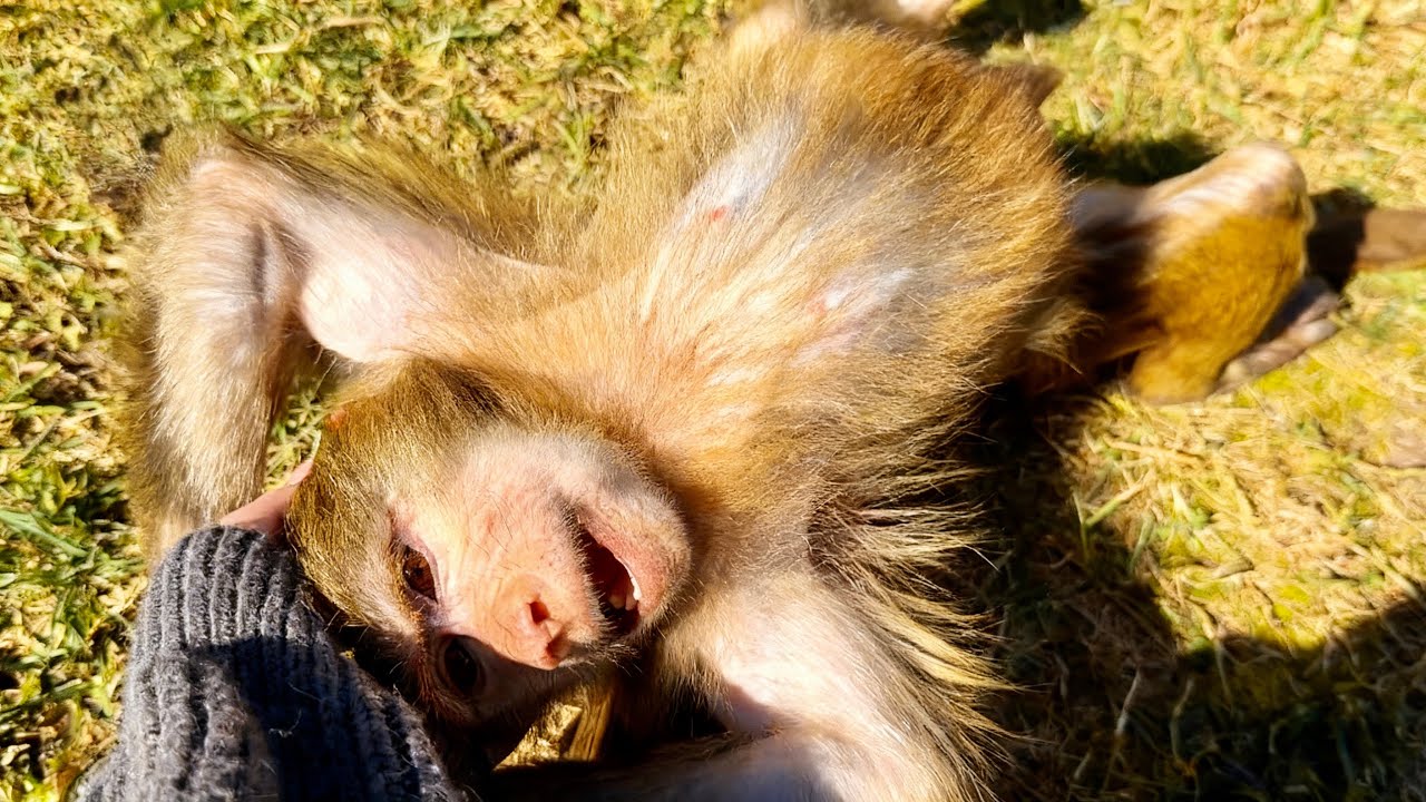 Только взгляните, КАК БАЛДЕЮТ Анфиса и Николь, греясь на солнышке! 