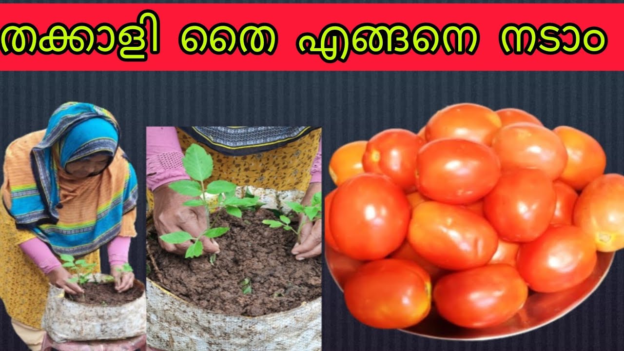 തക്കാളി തൈ നല്ല കരുത്തോടെ വളരാനും കായ് പിടിക്കാനും എങ്ങനെ നടണമെന്ന് കണ്ടു നോക്കൂ 