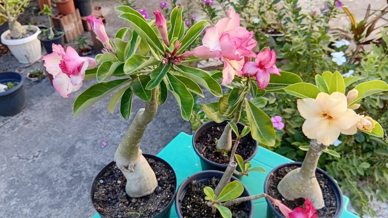 ROSA DO DESERTO:DAS  FLORES AO CAUDEX.