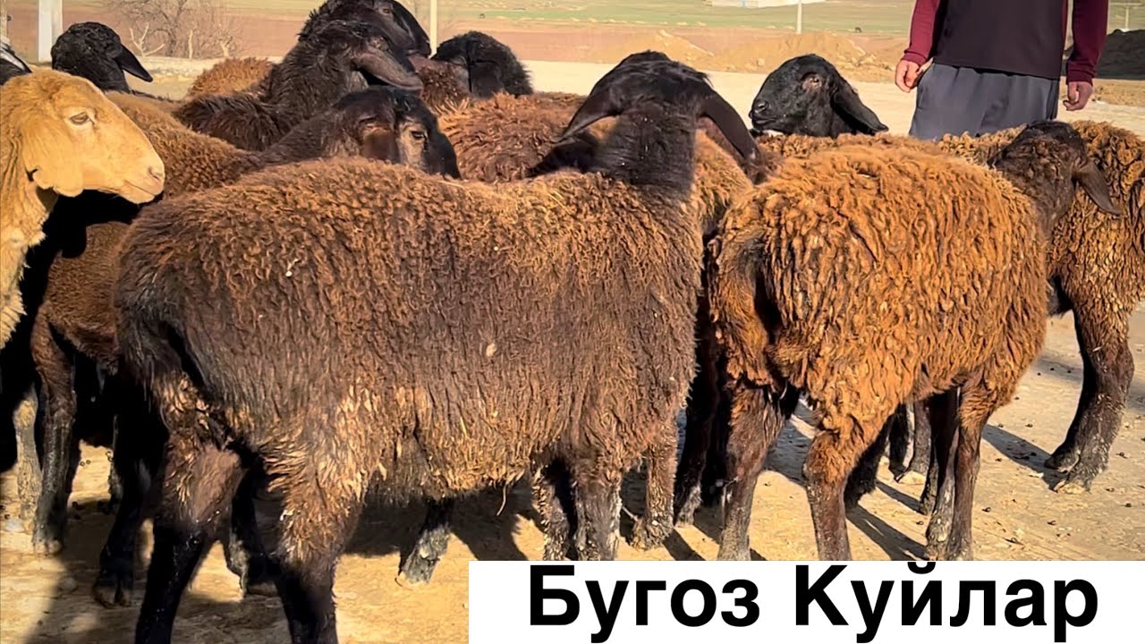 Куйларни Сотаман!☎️+998 97 008 5051