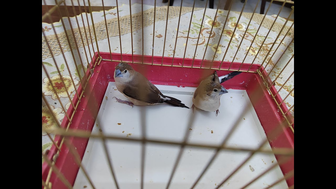 طائر فضى المنقار الهندى/الفينش الهندى Indian Silverbill والتفرقة بين الذكر والانثى وجميع معلوماته