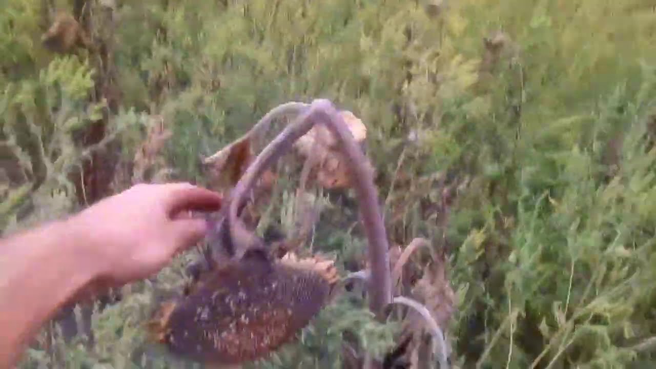 Подсолнух Сингента Ласкала итог уборки