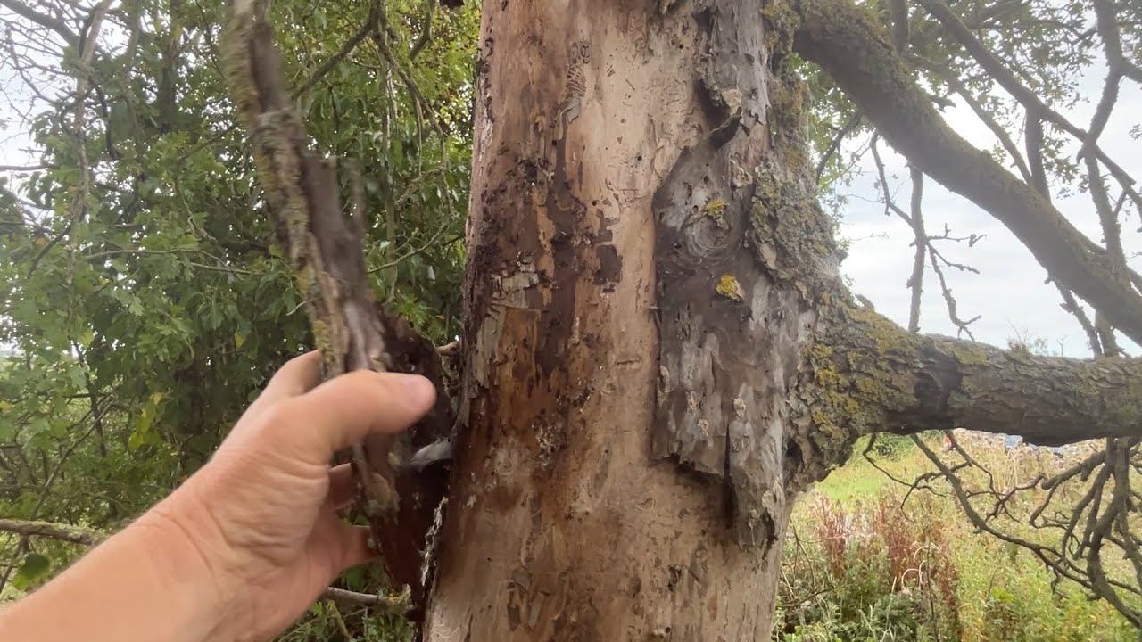 The plight of the English Elm - Dutch Elm Disease in Britain