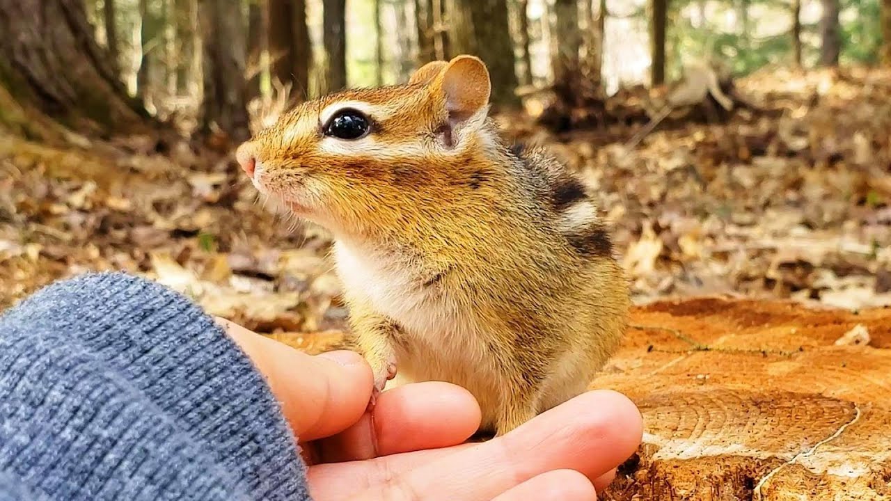 꼬꼬마 아가씨에게 무슨 일이 있었던 걸까? What Happened To Chipmunk Little Lady?