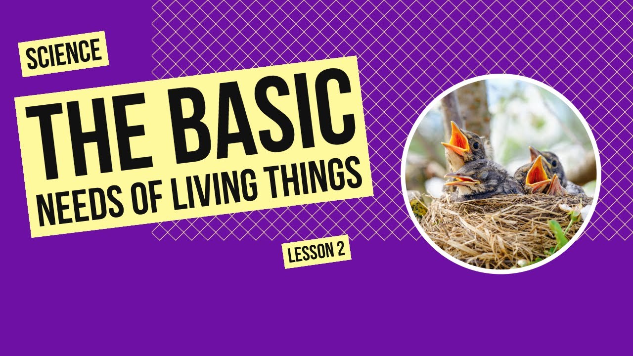 The Basic Needs of Living Things | Science Lesson