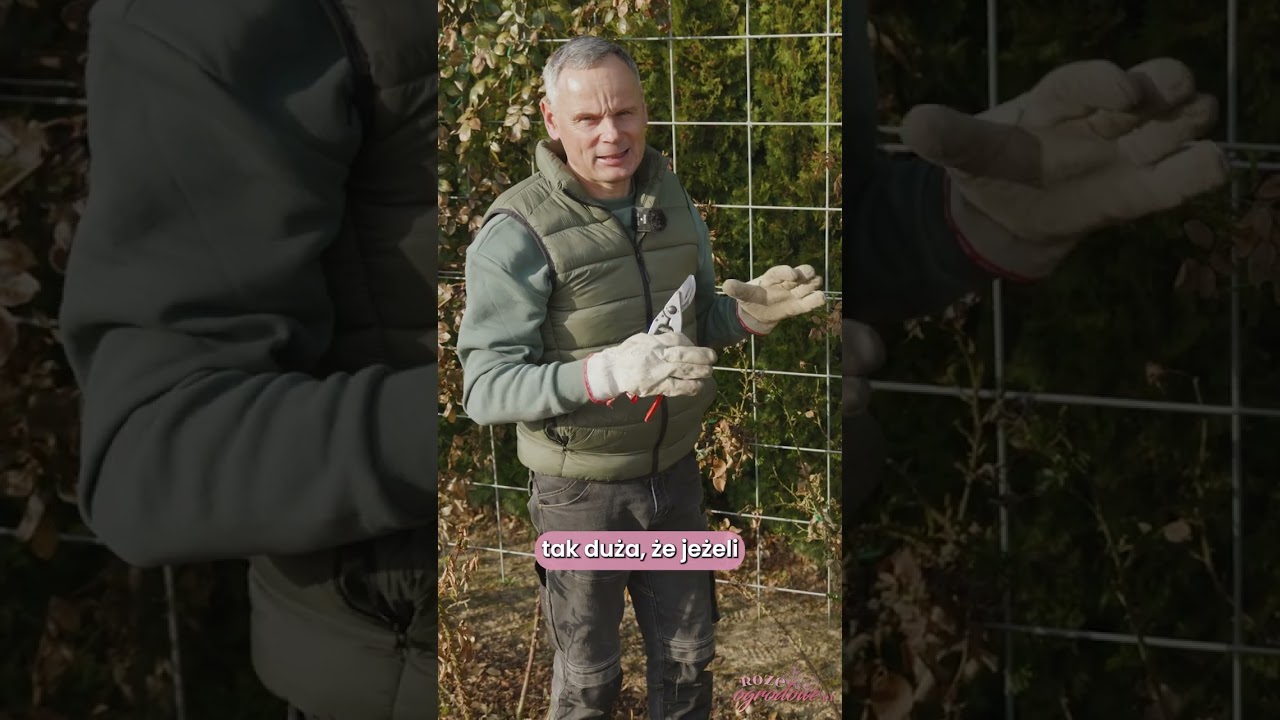 Jak ciąć młode r&oacute;że pnące na wiosnę?