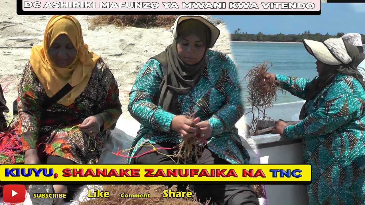 DC Micheweni aipongeza TNC kuwawezesha Wakulima wa Mwani #MDtvznz