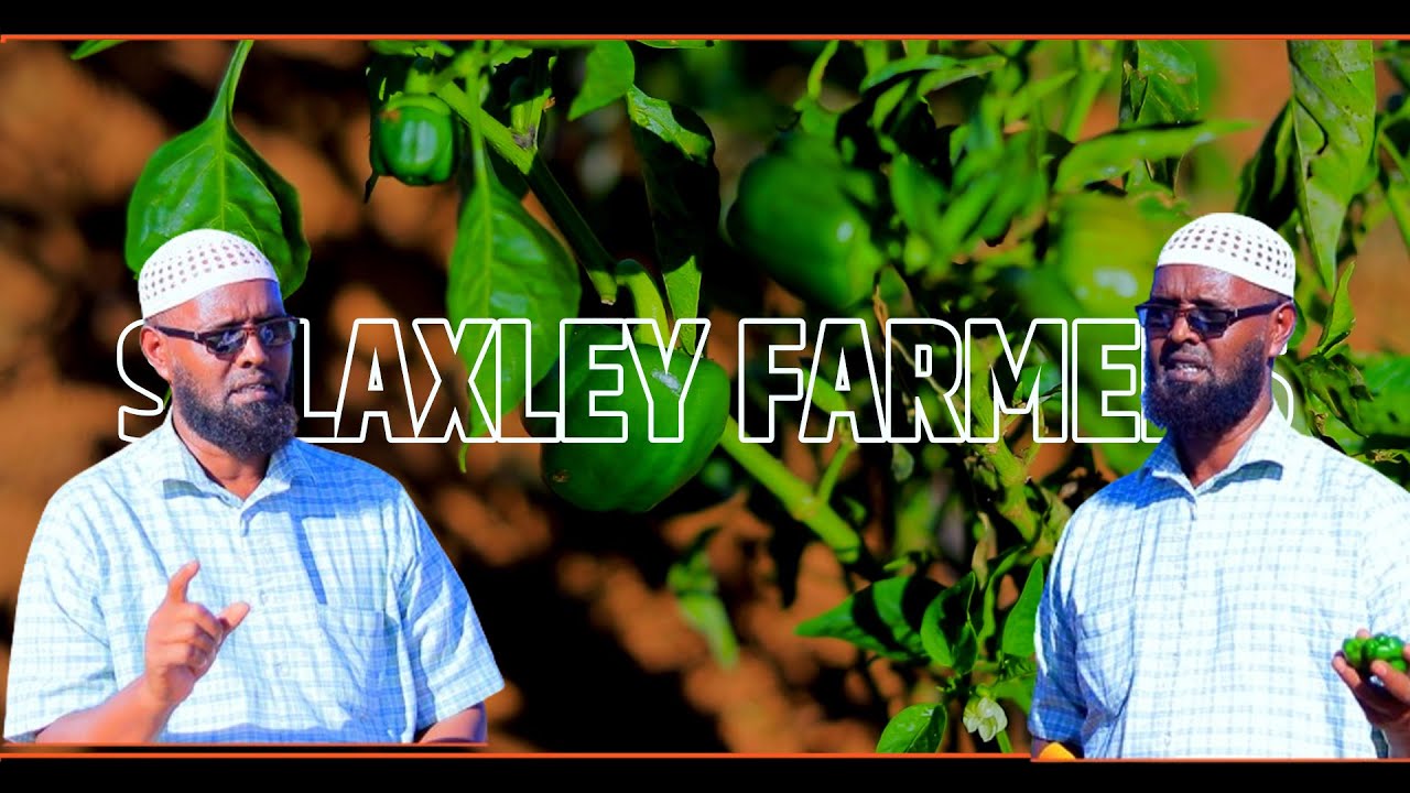 Sallaxley: Muwaadin 30 Sanno Macalin ahaa oo haatan u jeestay Falashada Beeraha.
