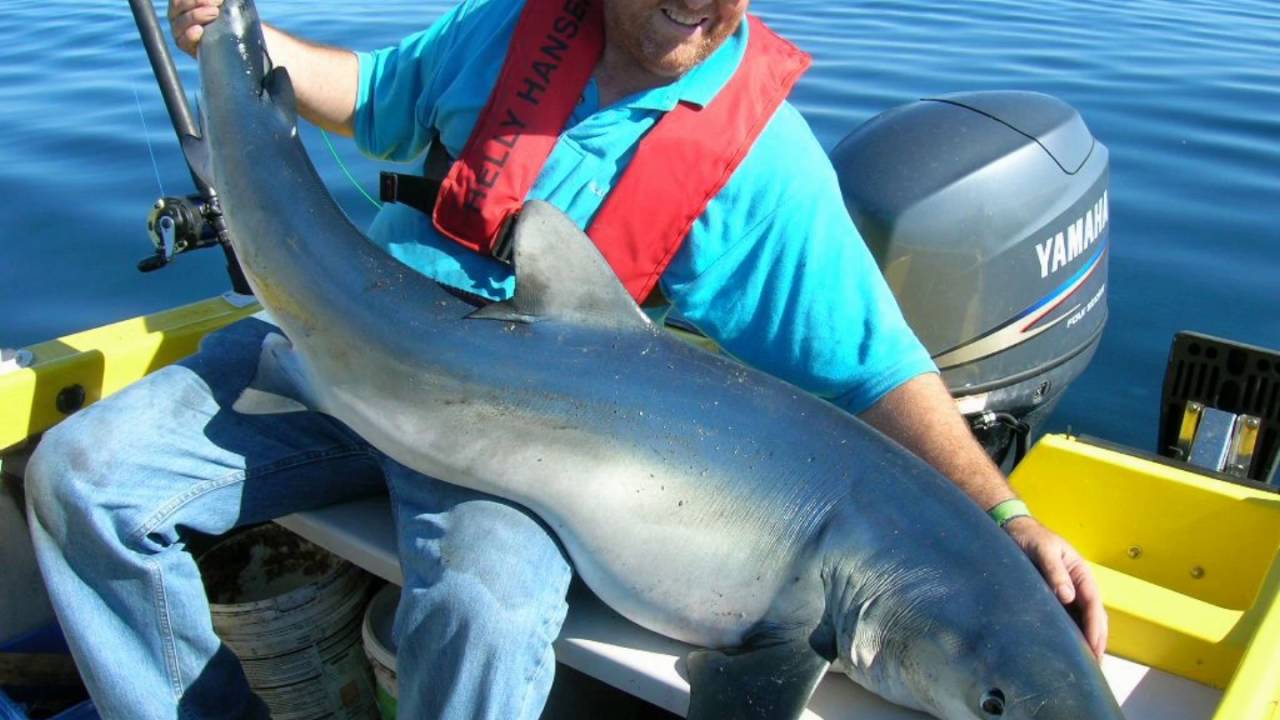 Ep  144 Graeme Pullen, Blue Shark On Fly