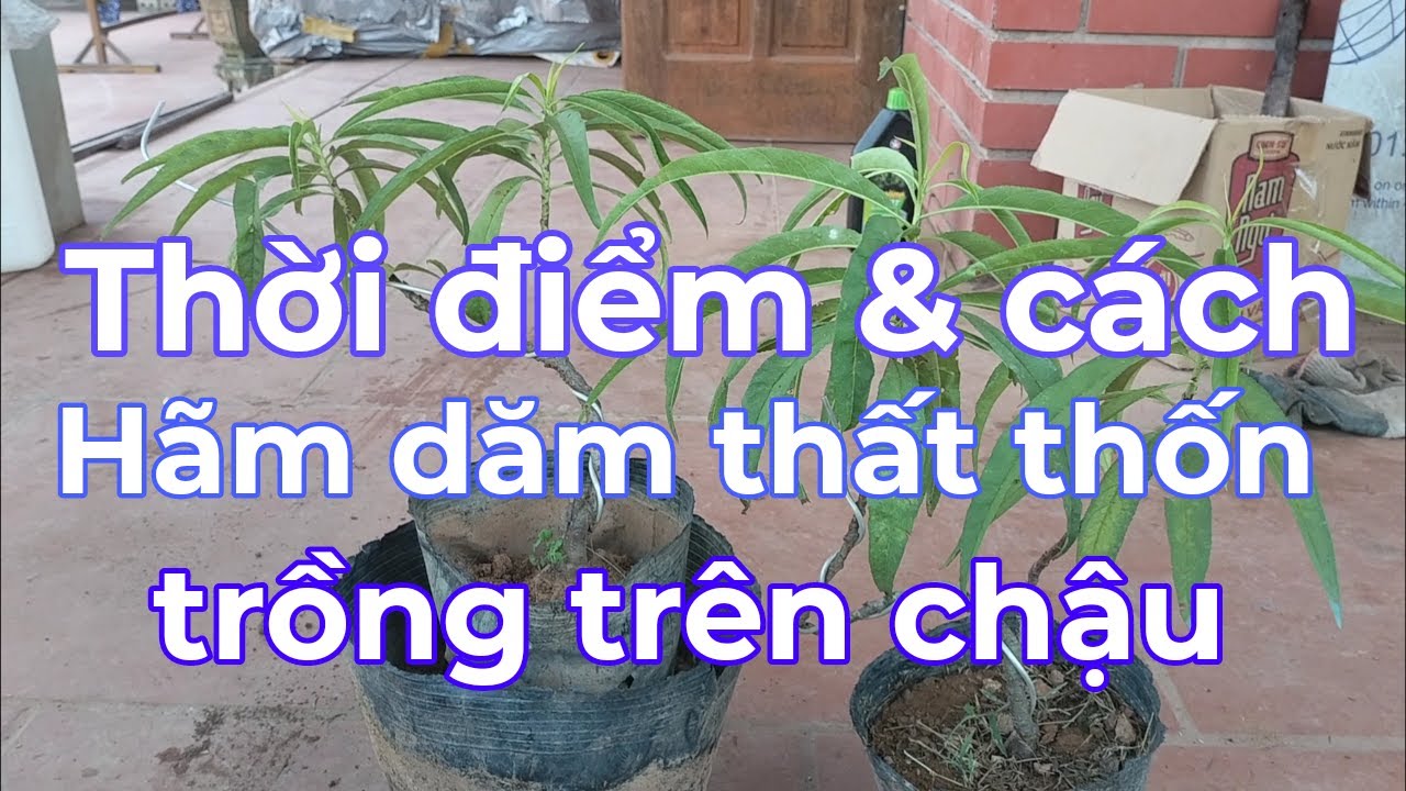 Thời điểm và cách hãm dăm cho cây đào thất thốn trồng trên chậu.
