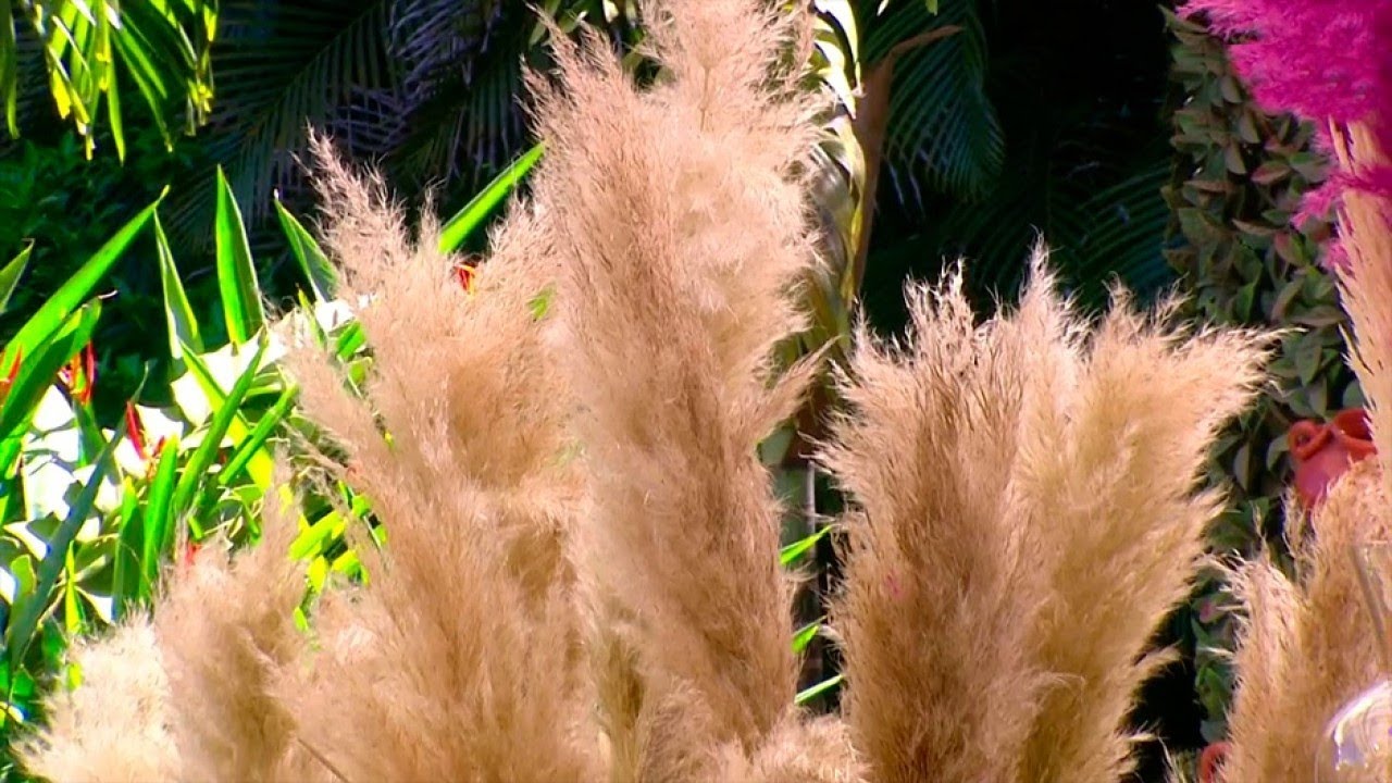 Ambiente su hogar decorando con pampa grass