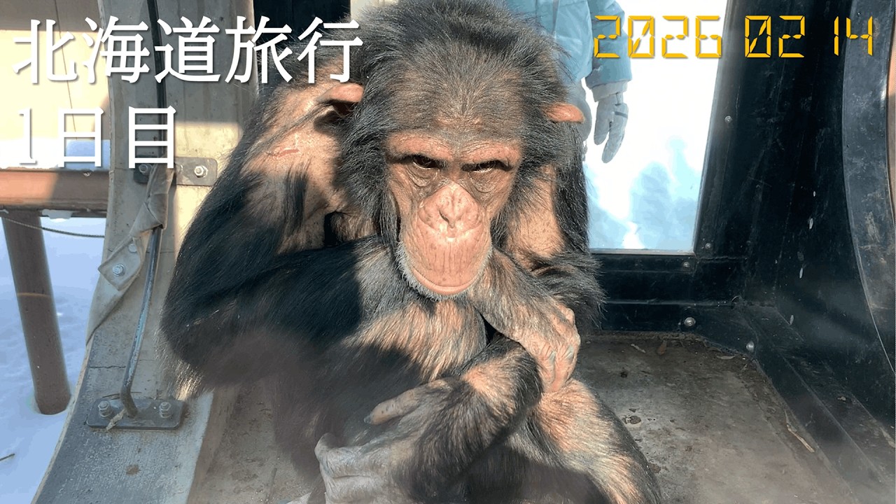 【旭山動物園】北海道旅行1日目#北海道 #旭山動物園