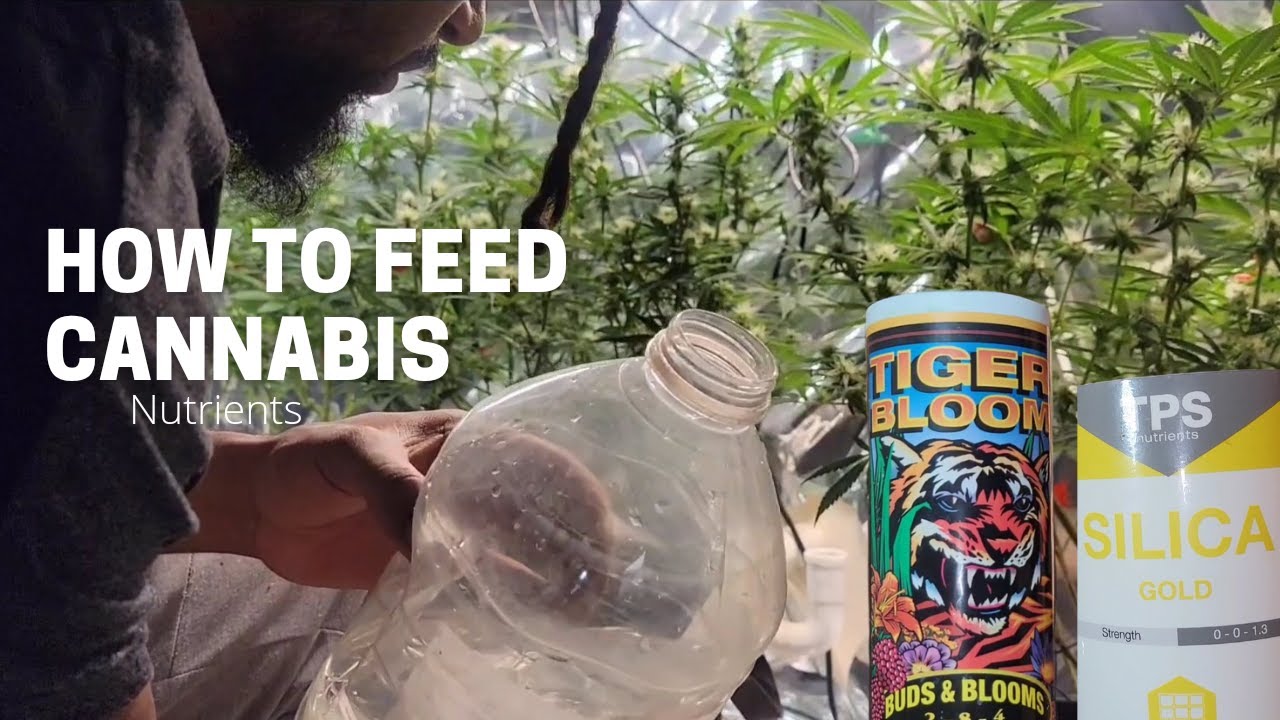 Как правильно подкармливать каннабис питательными веществами (пошаговое руководство)