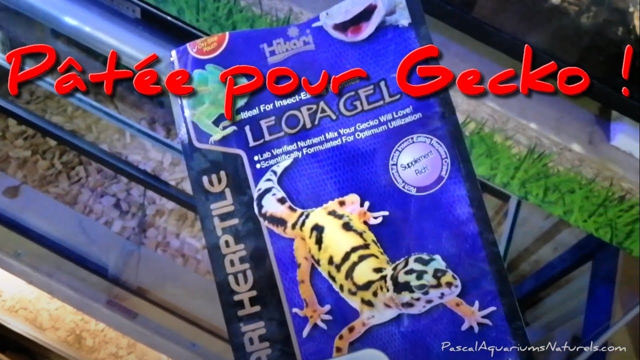 Pâtée nourriture Gecko Leopard ! Hikari Reptile LeopaGel @hikariinfo- Pascal Aquariums Naturels
