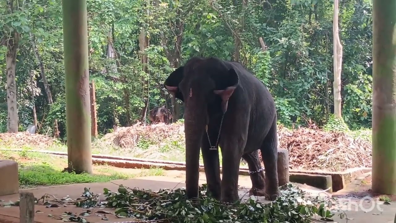 ##❤️കോടനാട് ആനവളർത്തൽ കേന്ദ്രത്തിലേക്കൊരു യാത്ര പോയി എത്ര മനോഹരം ##❤️