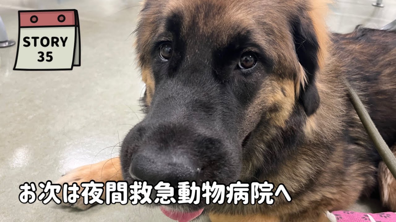 【エル物語】夜中エルさんに異変が･･･夜間救急動物病院へ