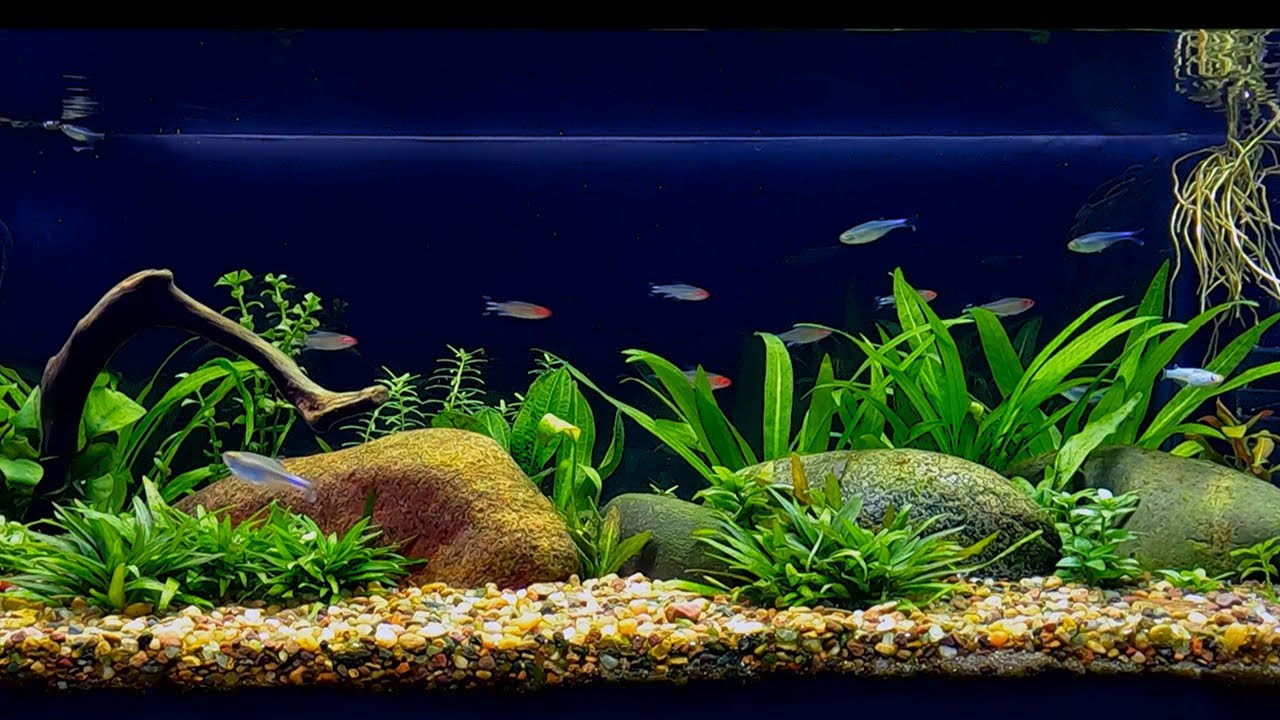 Fishkeeping: (2 years of knowledge)