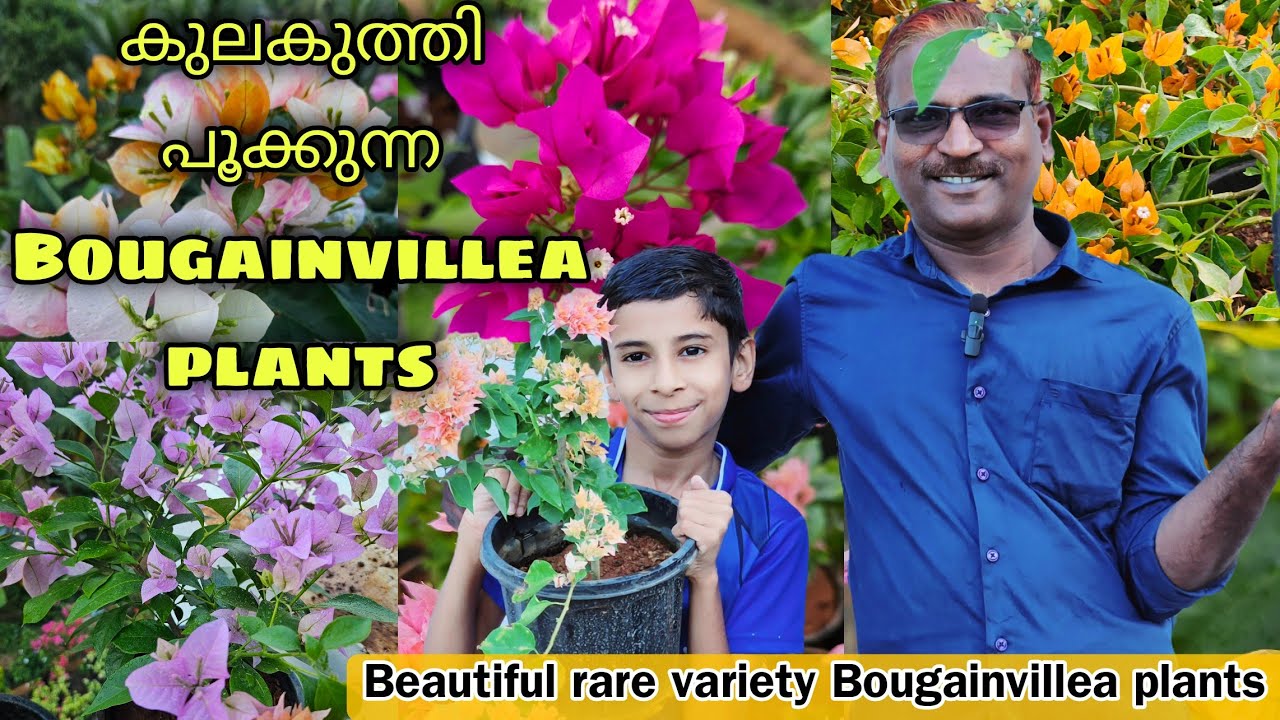 നിങ്ങൾ ആഗ്രഹിച്ച Rare variety bougainvillea plants|ഇപ്പോൾ തന്നെ വാങ്ങിക്കോളൂ..🌸#evergreen_media_vlog