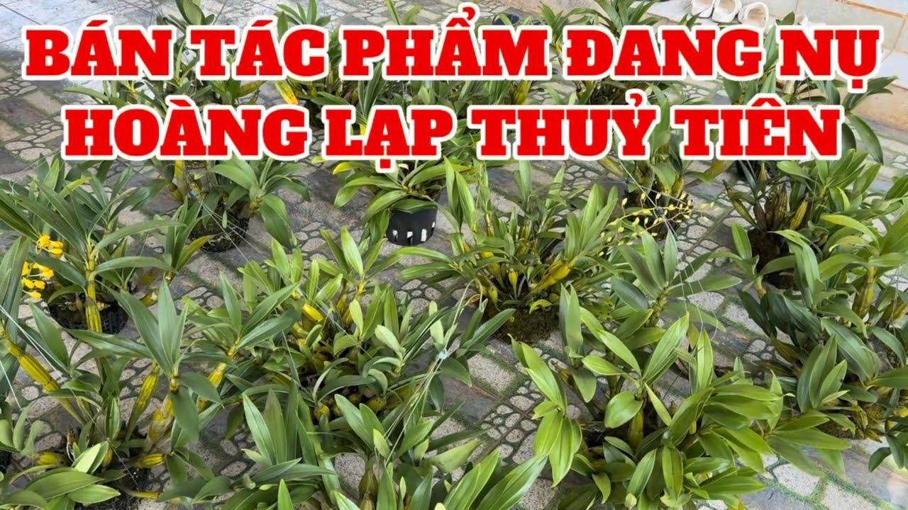 Bán Lan hoàng Lạp thủy tiên đang nụ-0834608769-LAN RỪNG LÂM ĐỒNG@lanrunglamdong 