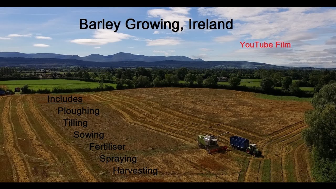 Barley Growing, Ireland
