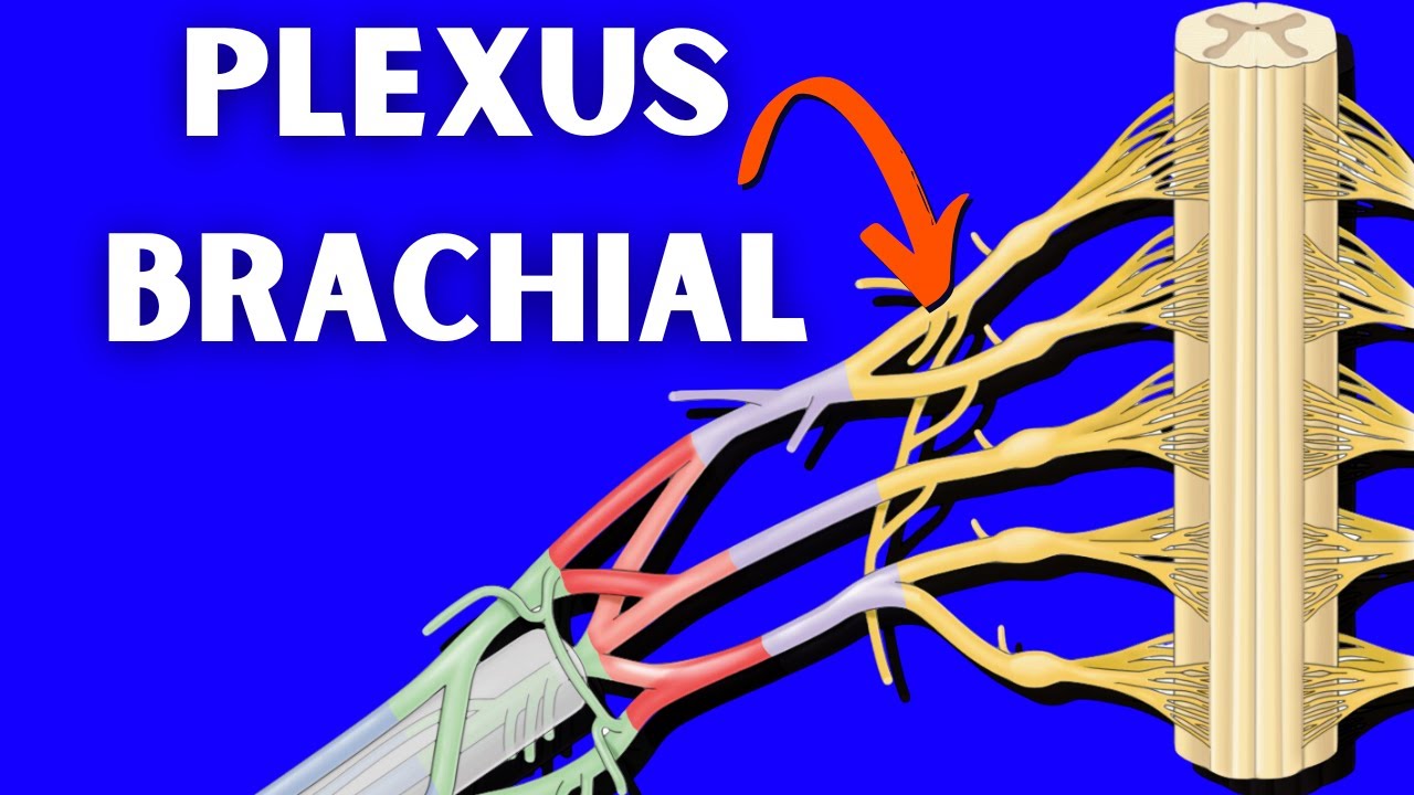Anatomie du Plexus Brachial