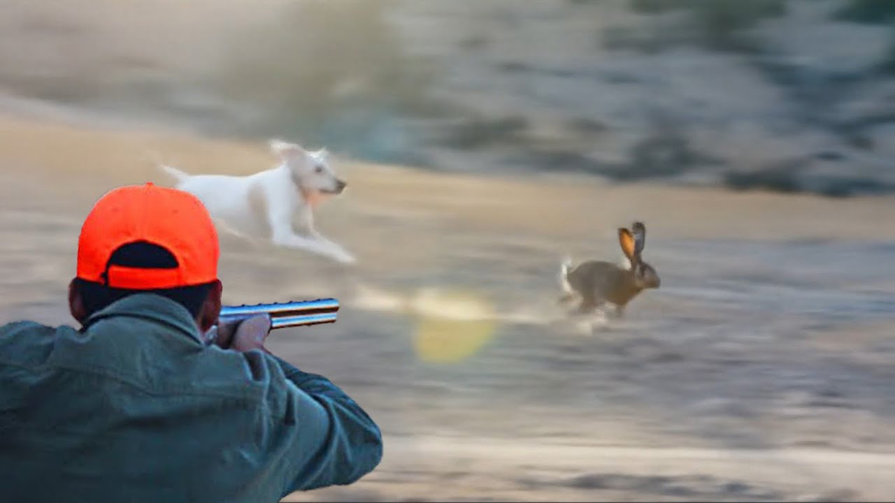 Hunting Partridges and Hares Season 2025/2026 PART 1- SETTAT - CHASSE ET AVENTURE CHAOUIA
