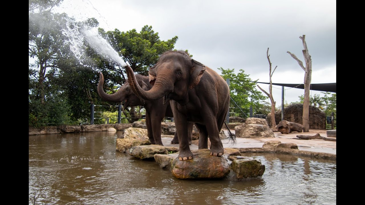 Taronga Zoo Sydney's final chapter of an extraordinary Asian Elephant journey