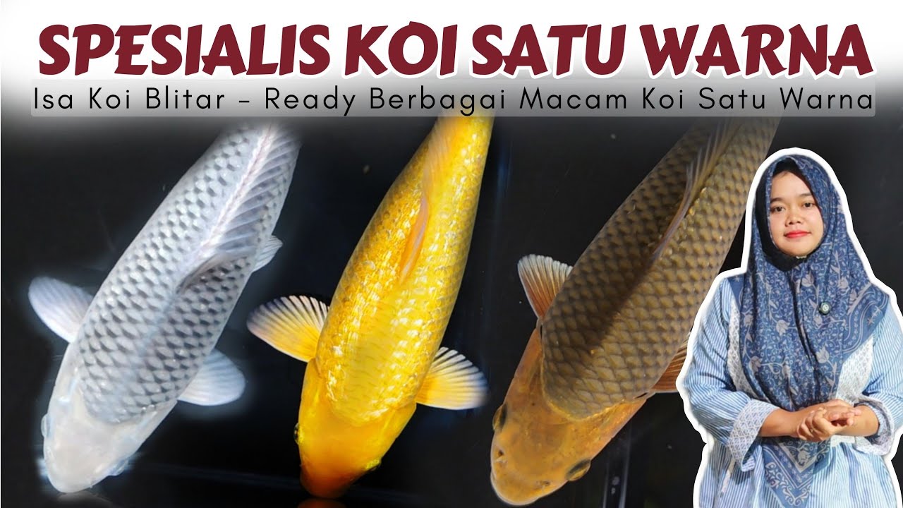 Disini Pusatnya Ikan Koi Satu Warna Berkualitas | Isa Koi Blitar