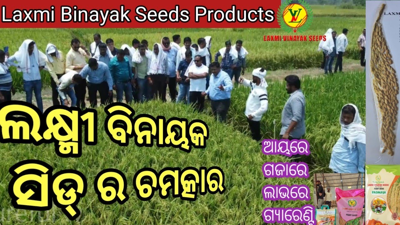 ଲକ୍ଷ୍ମୀ ବିନାୟକ ସିଡ୍ ର ଚମତ୍କାର// miracle of Laxmi Binayak Seeds