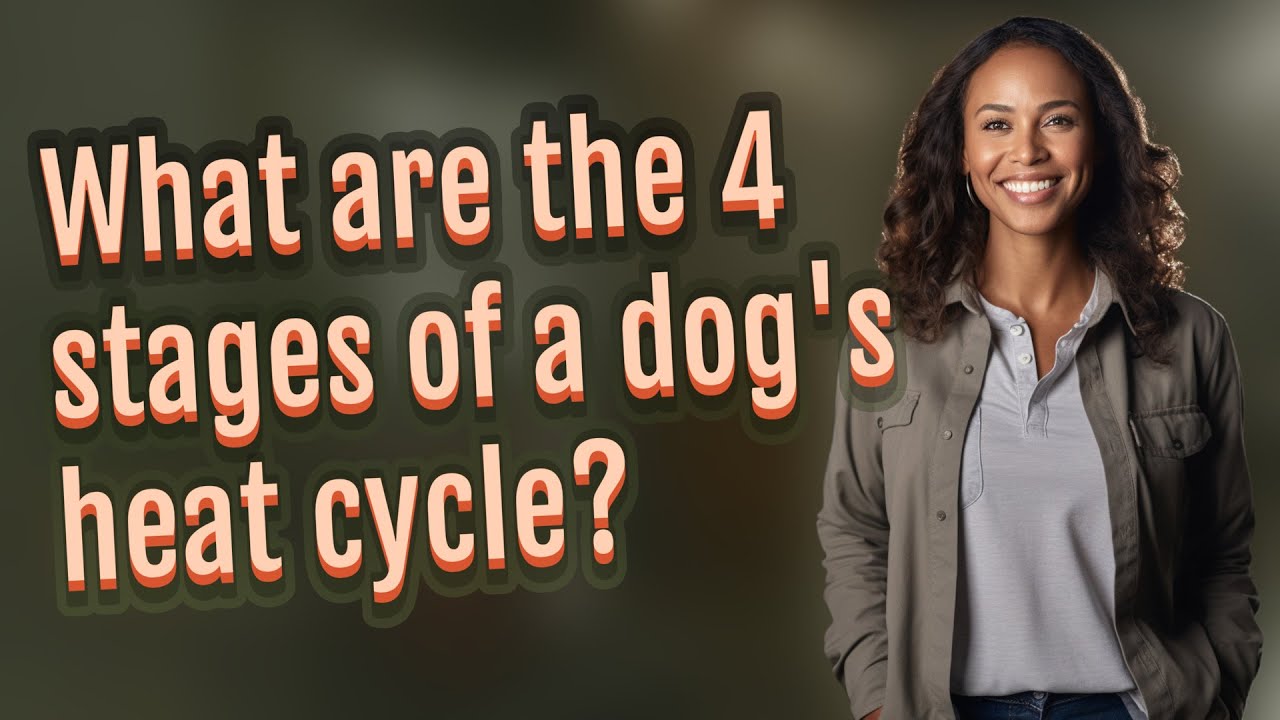 What are the 4 stages of a dog's heat cycle?