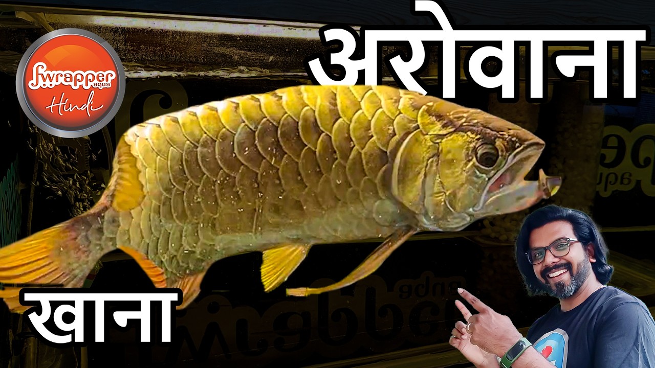 Feeding Our Arowana: Super Worms, Hikari Pellets & Prawns in HINDI