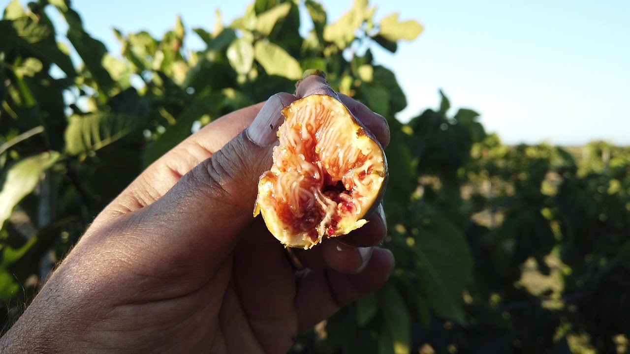 Easton Purple Fig