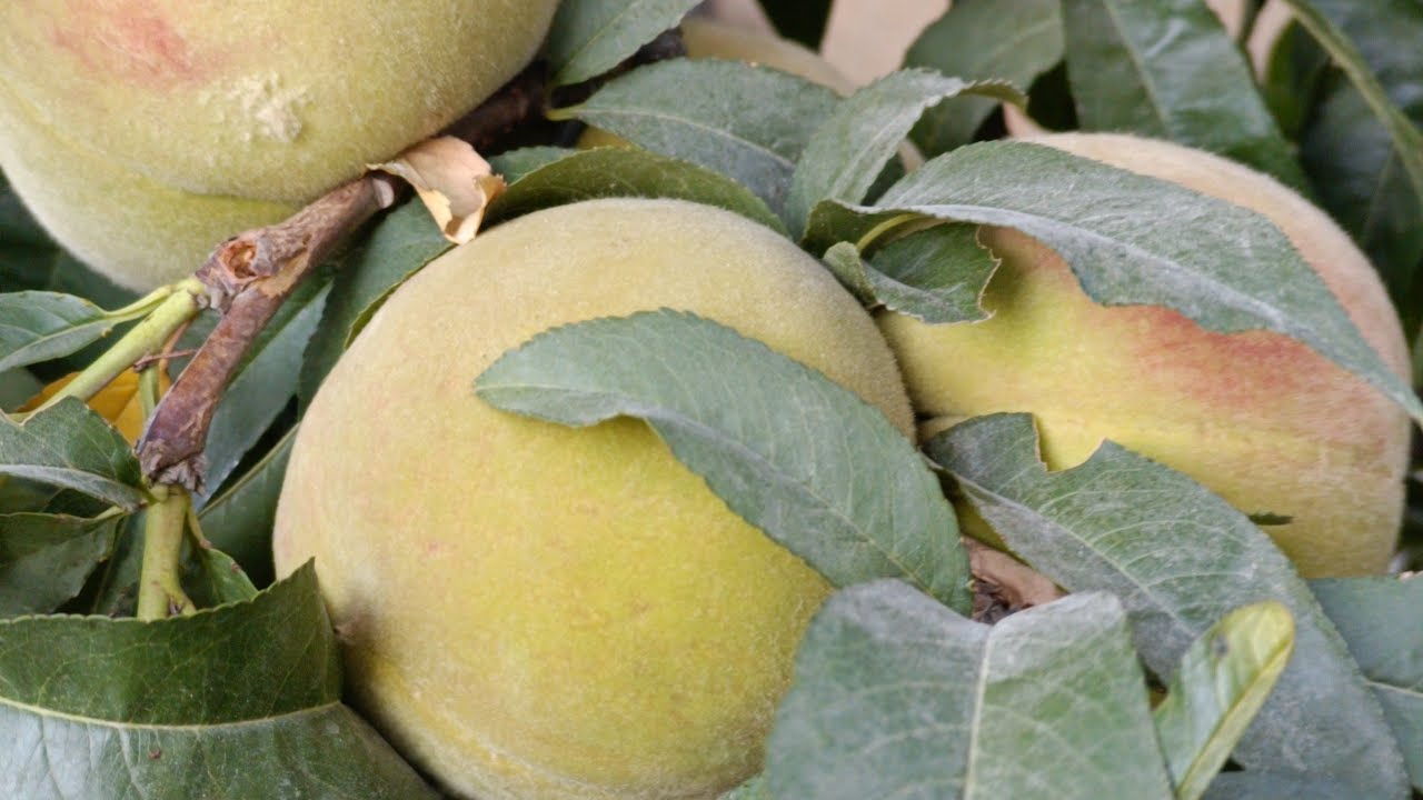 قطف بعض ثمار الحديقة 🌳