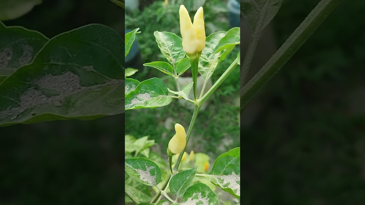 သဘာဝငရုပ်ဖြူသီးလေးတွေ#garden #nature #smallscalefarming #chilliplant