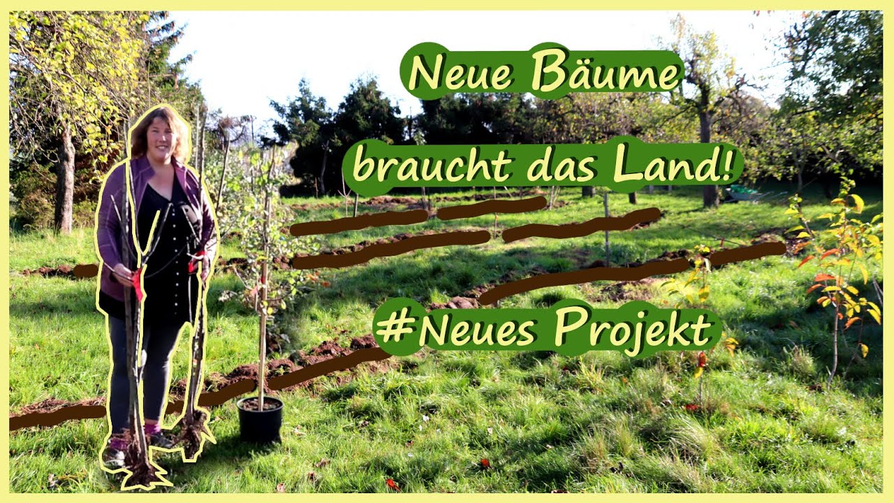 Neues Projekt auf der Streuobstwiese im Keyline Design /Trockenheitsresistenter Obstanbau
