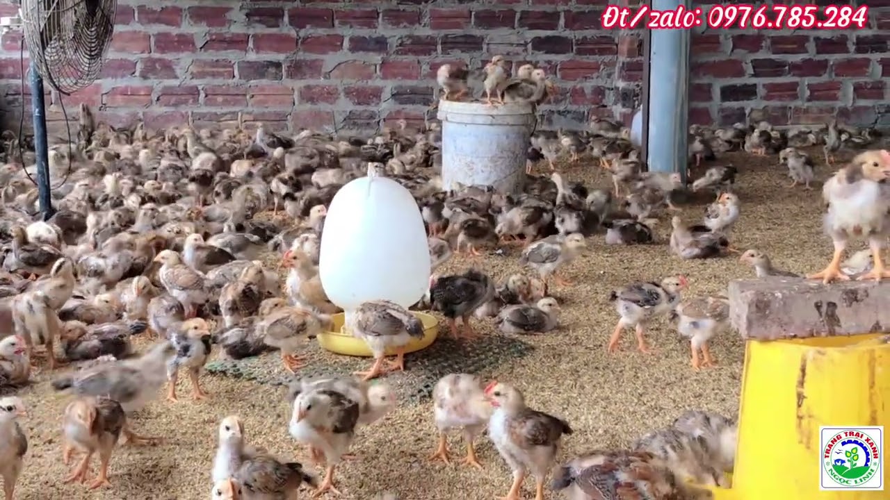 Gà con 20 ngày tuổi cần quan tâm những gì?