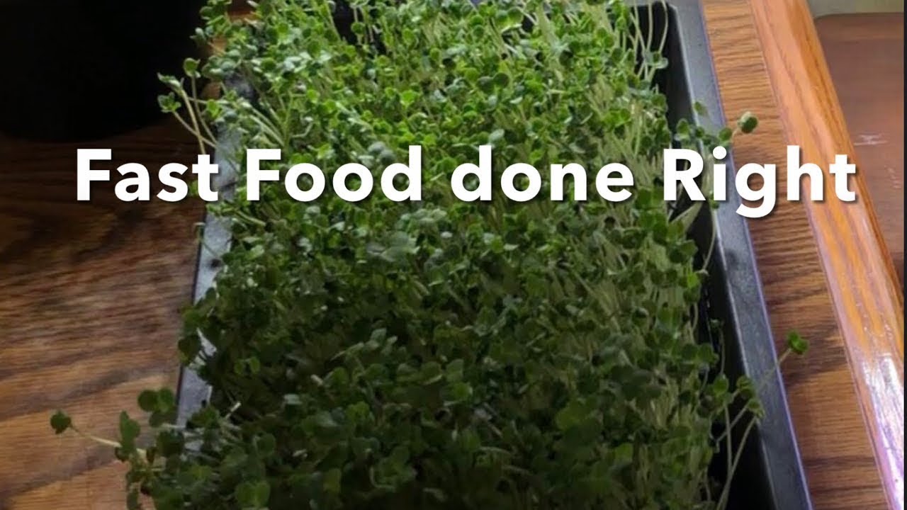 Microgreens: Grow REAL Fast Food