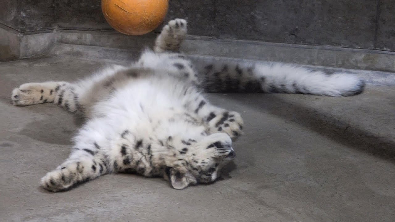 ユキヒョウ赤ちゃんヒメル 可愛いアタチが踊るわよ！Snow Leopard Cub  Pretty me will dance with the ball!　2024.1月