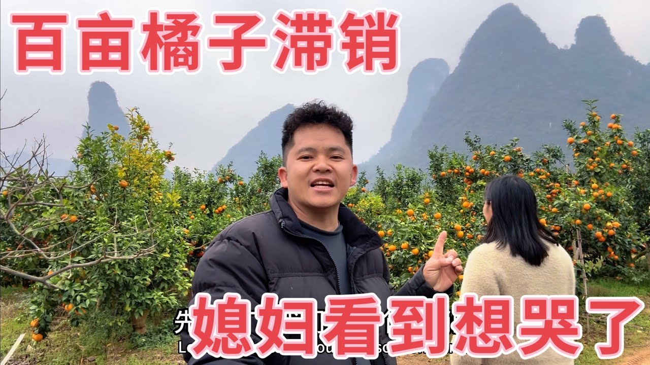 小放家橘子滞销无人问津，没想到过完年价格一落千丈，阿芳去到果园一看，想哭了